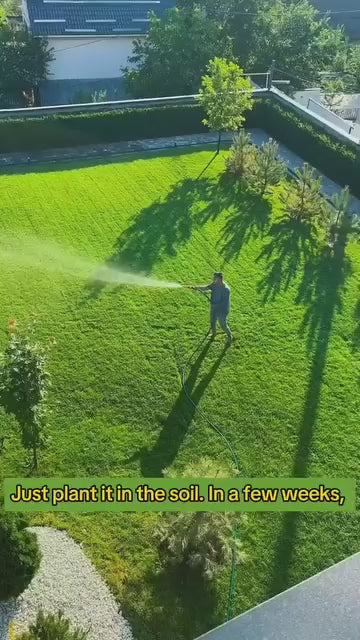 Grass Seeds Hybrid Best For Your Beautiful Home Gardening